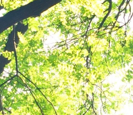 Tree branches
